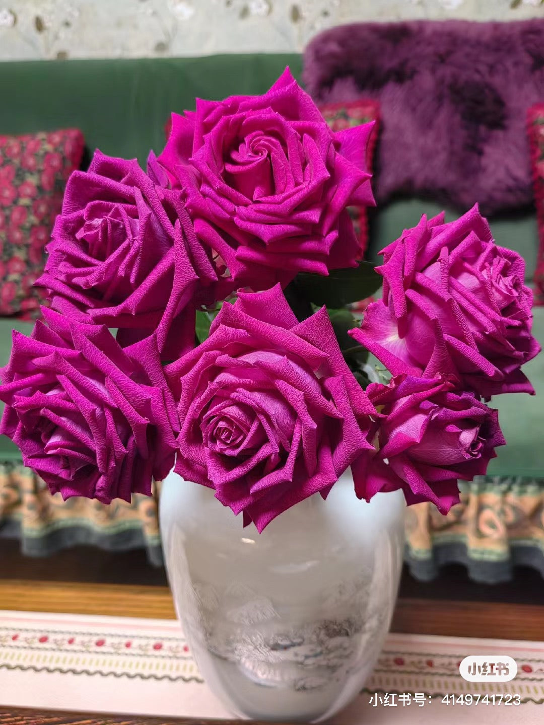 Rose  ’ Belles Rives |  美人丽芙