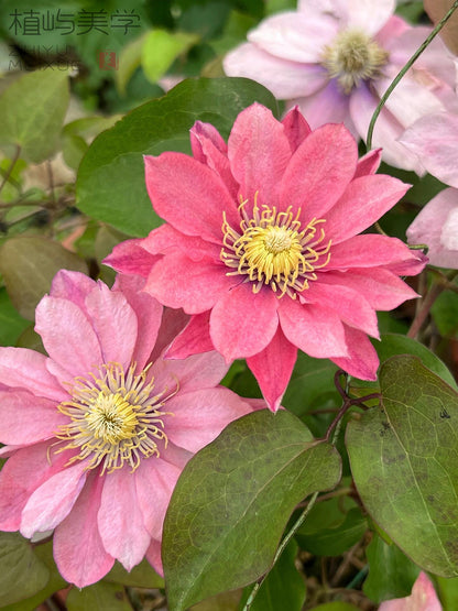 Clematis ‘’Little Mermaid | 小美人鱼‘’