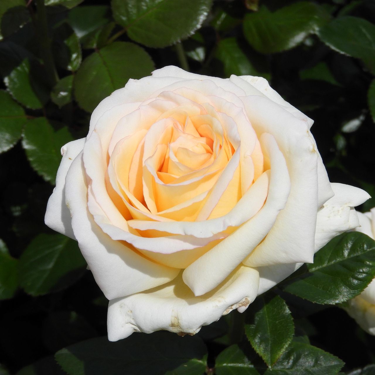 Rose  ‘ Anastasia ｜假面公主 - Award-Winning Variety
