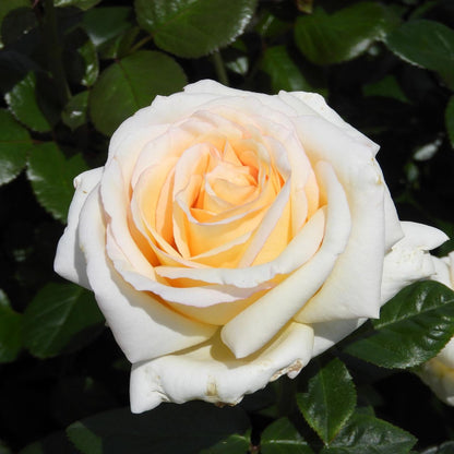 Rose  ‘ Anastasia ｜假面公主 - Award-Winning Variety