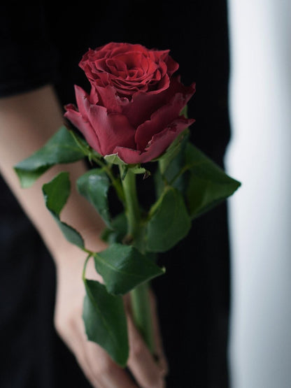 Rose  ‘ Rhodos ｜罗德斯
