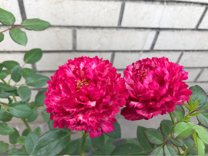 Rose  ’ Ligare｜リガーレ  真彩 230