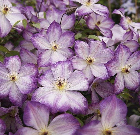 Clematis ‘’Pernille| 佩莱尼‘’