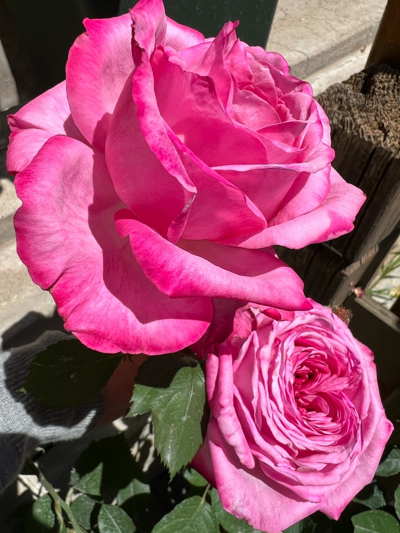 Rose  'Peach Blaze Sky | 桃灼蓝天 | Award-winning '