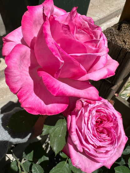 Rose  'Peach Blaze Sky | 桃灼蓝天 | Award-winning '