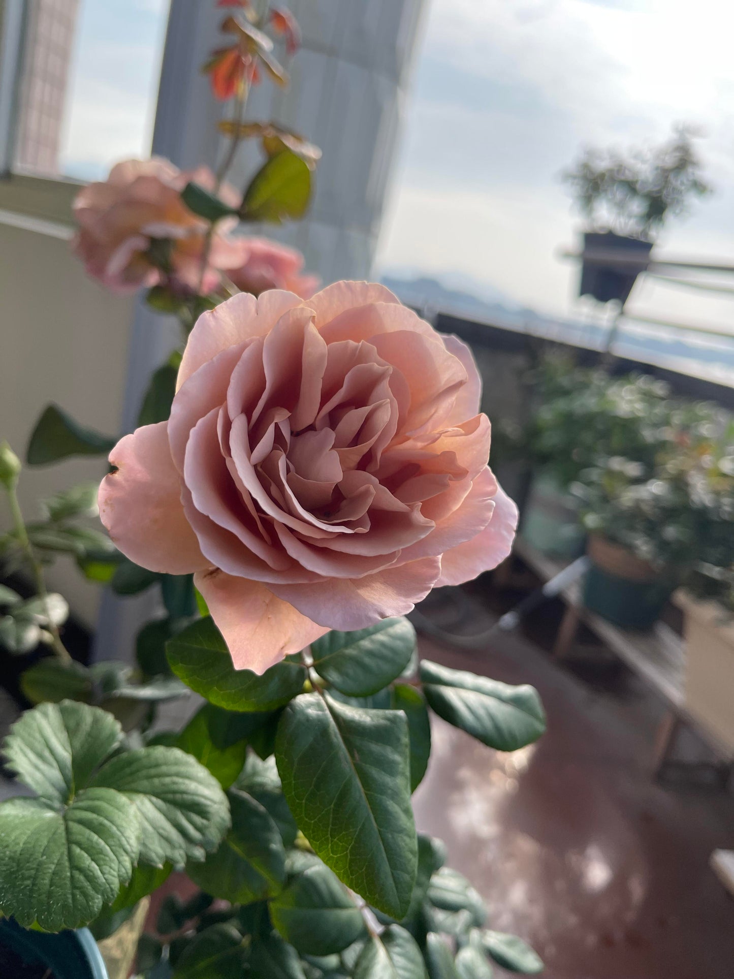 Rose ‘ Caffe Latte  ｜拿铁咖啡‘