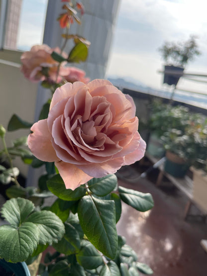 Rose ‘ Caffe Latte  ｜拿铁咖啡‘