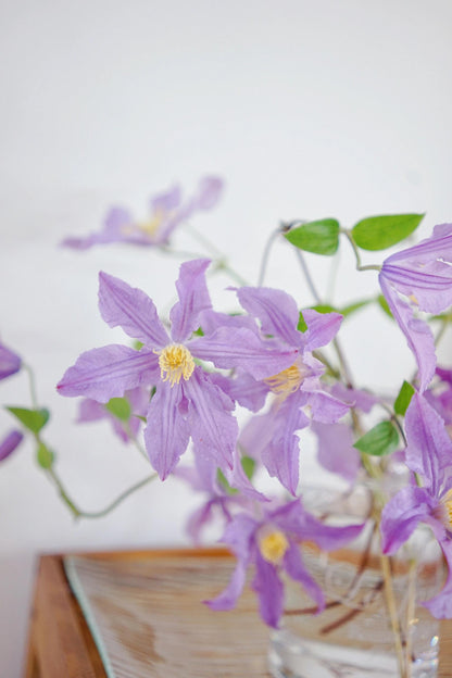 Clematis ‘’East River| 东方河流‘’