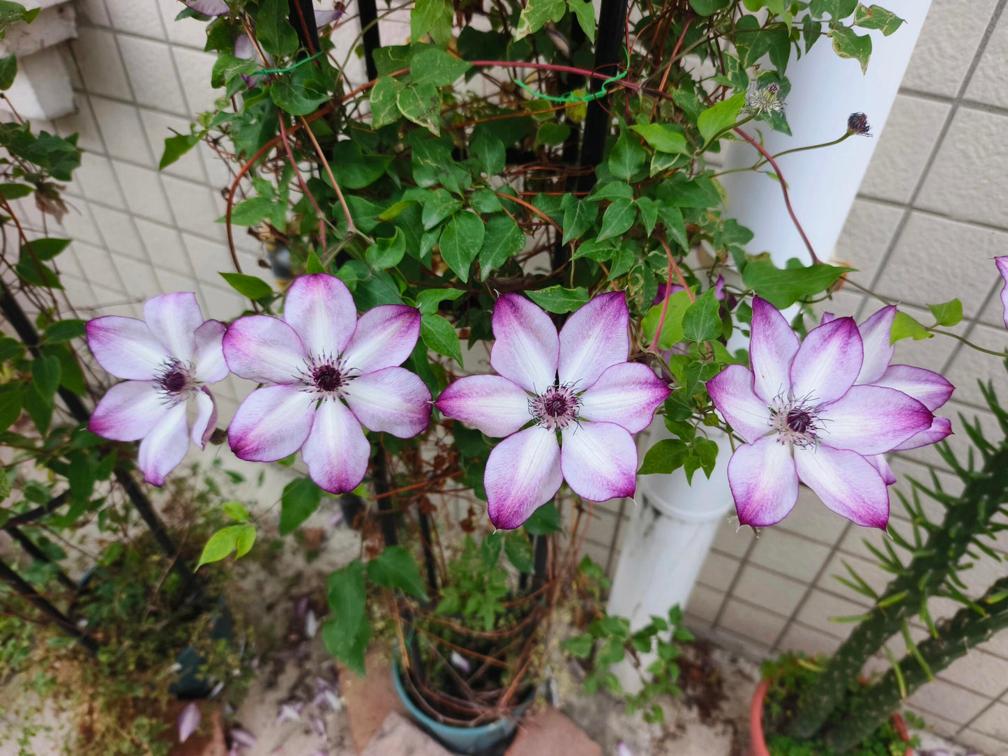Clematis ‘’Fond Memories｜美好回忆‘’