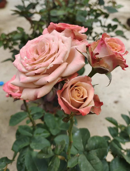 Rose ‘Cappuccino’ 卡布奇诺