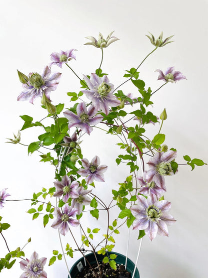 Clematis'' Minamonoyousei | みなもようせい| 水面妖精''