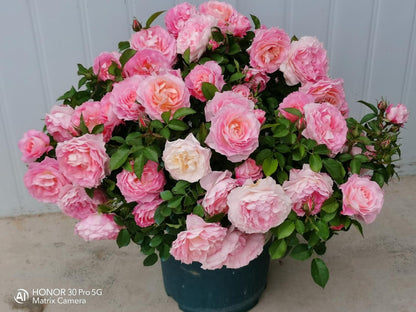 Popular Rose  ‘ Neptune King Terrazza | 海神王 ’