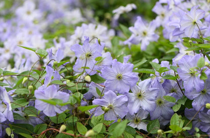 Clematis ‘’Sea Breeze｜海风‘’