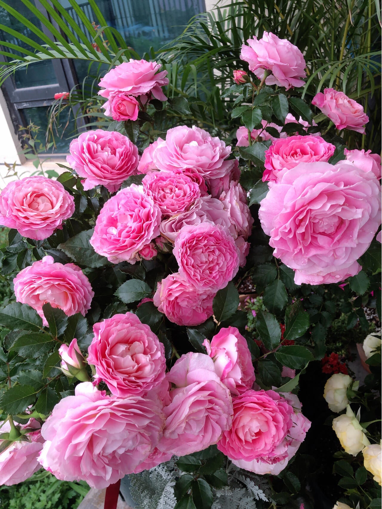 Popular Rose  ‘ Neptune King Terrazza | 海神王 ’