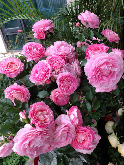 Popular Rose  ‘ Neptune King Terrazza | 海神王 ’