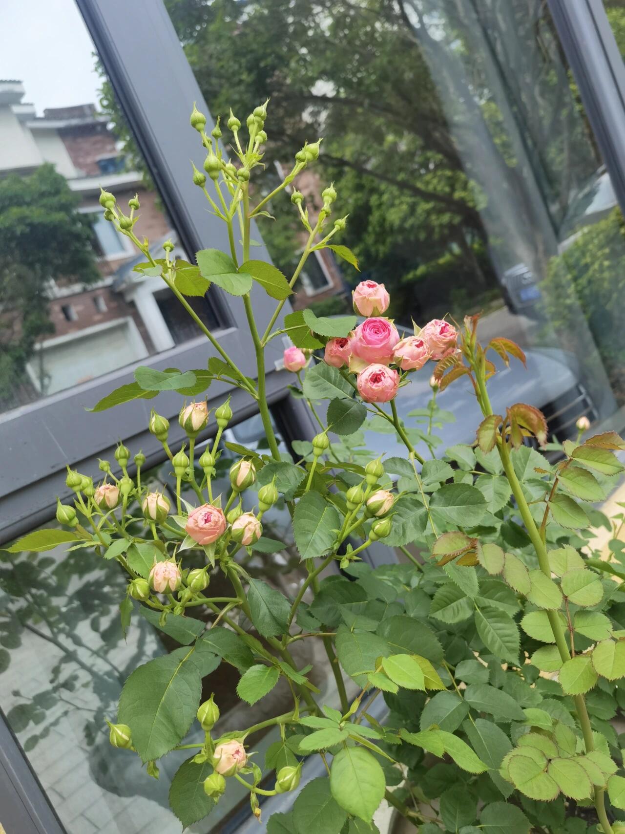 Prolific Rose  ‘ Super Sensation ｜粉多头/ 超感