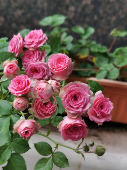 Prolific Rose  ‘ Super Sensation ｜粉多头/ 超感