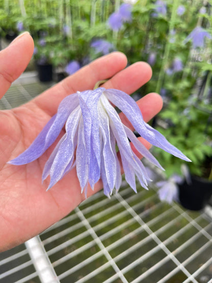 Clematis ‘’Maidwell Hall｜梅德维尔‘’