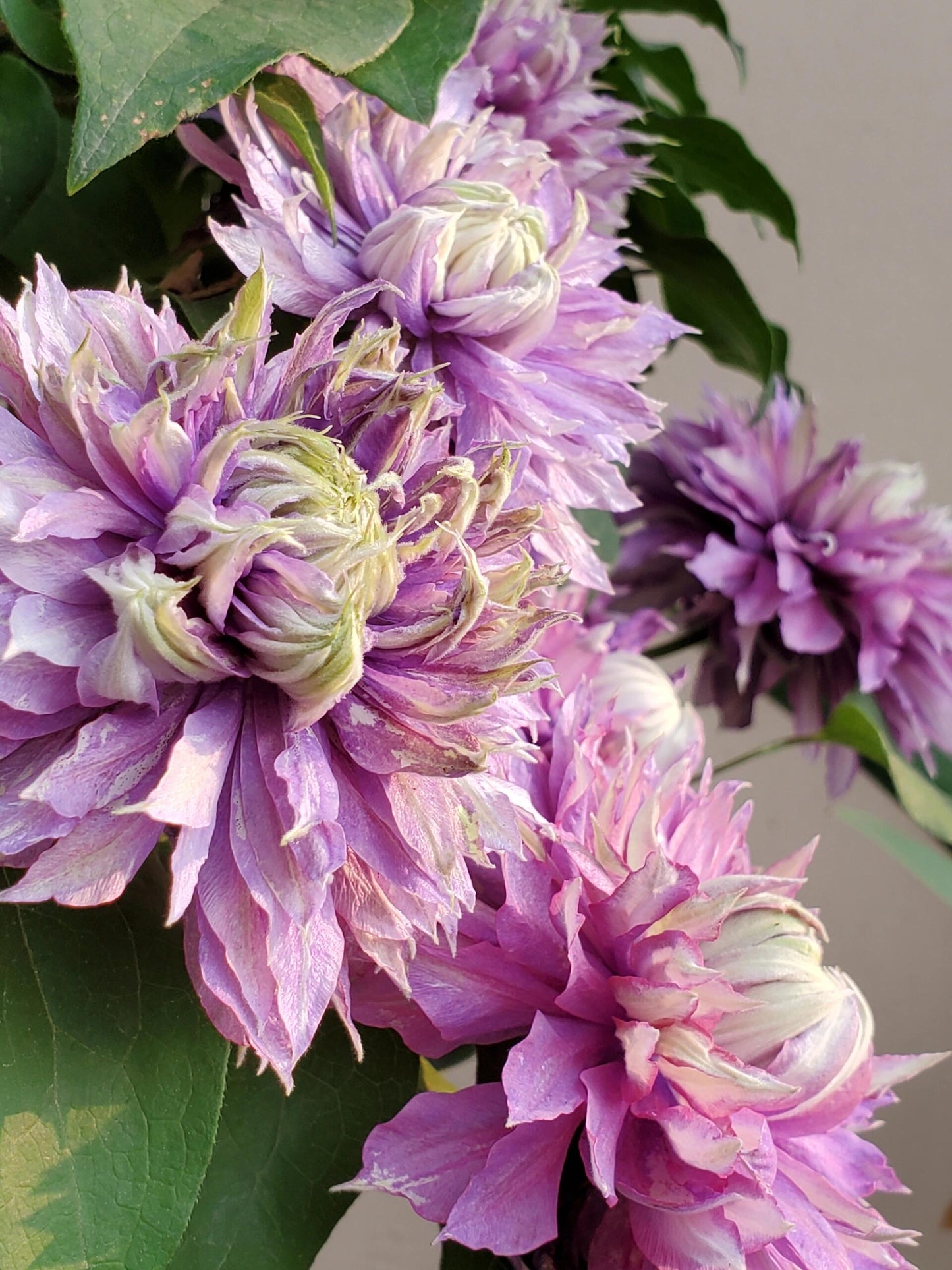 Clematis ''Magic Fountain| 魔法喷泉''