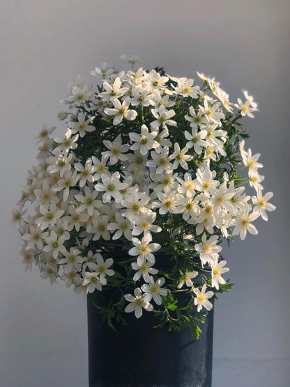 Clematis ‘’Joe｜银币‘’