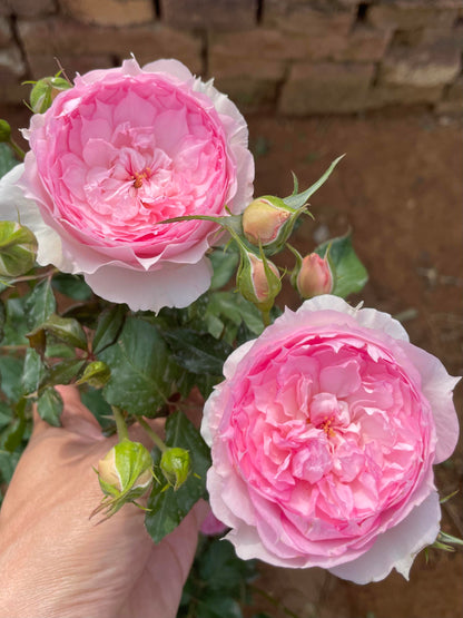 Rose ’ Misty Moon｜Rong Rong Yue ｜溶溶月 -  New Variety 2022