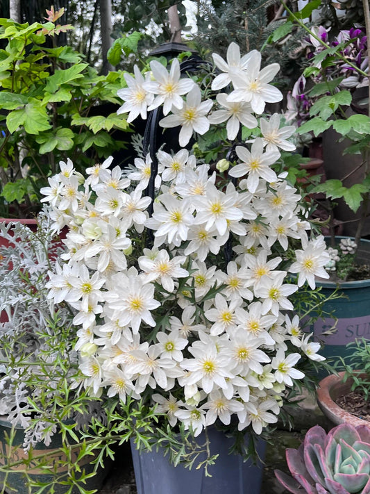 Clematis ‘’Joe｜银币‘’
