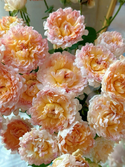 Rare Rose  ‘ Peach Anemone ｜桃子海葵 - New Variety 2023