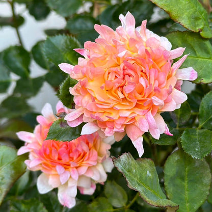 Rare Rose  ‘ Peach Anemone ｜桃子海葵 - New Variety 2023