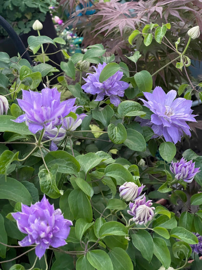 Clematis 'Teshio| てしお | 天盐'