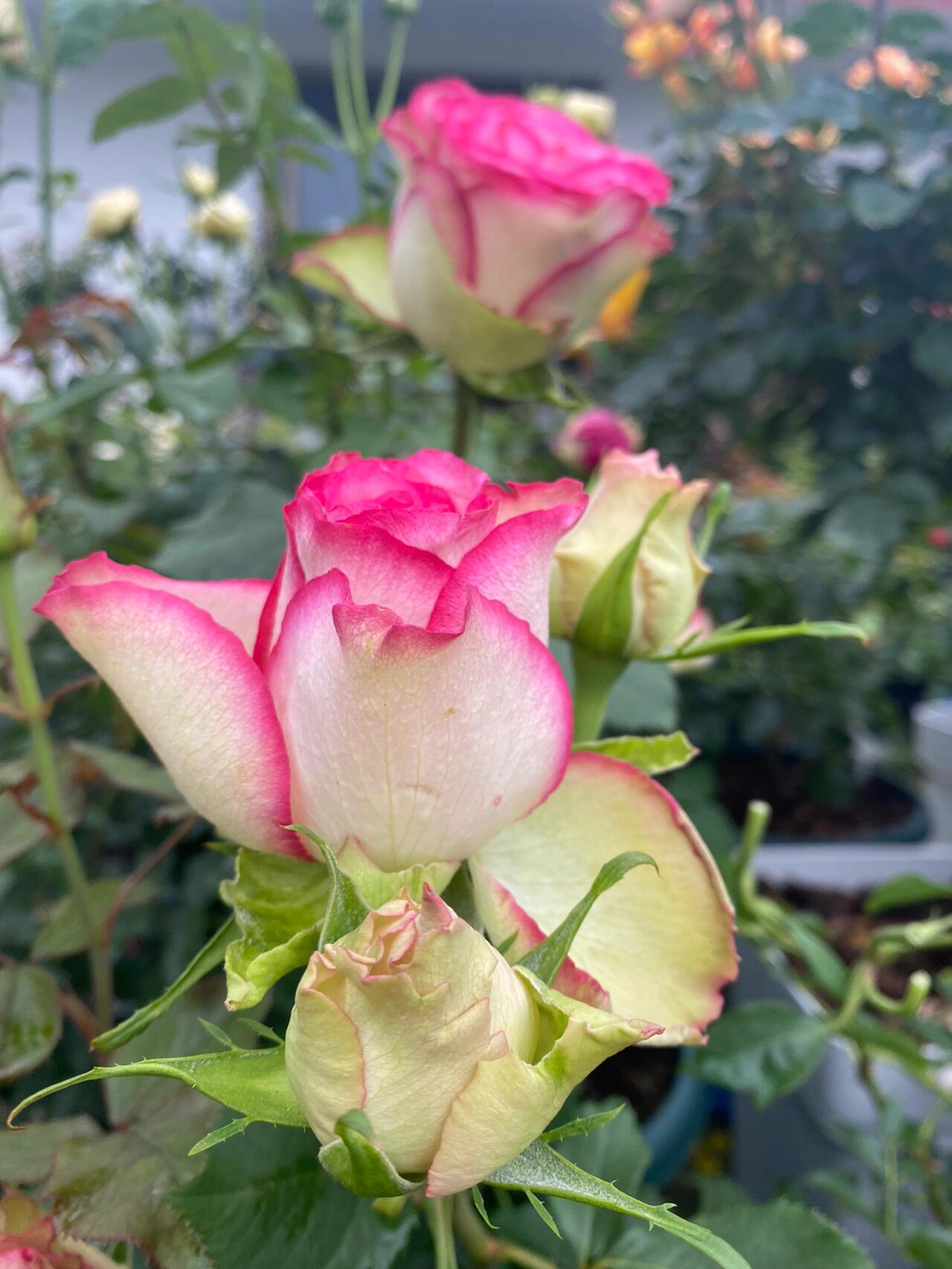 Rose is  ‘ Monroe ｜ 梦露