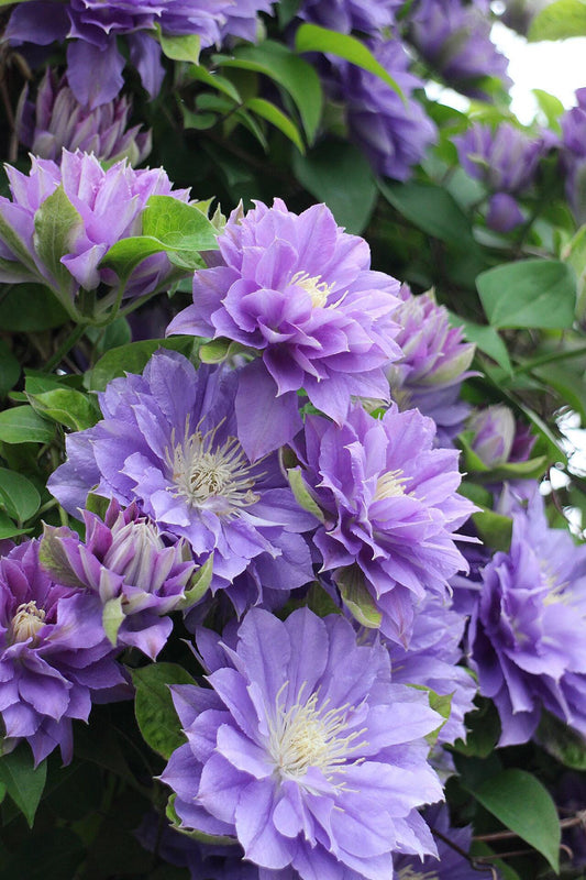 Clematis ''Enku｜円空''