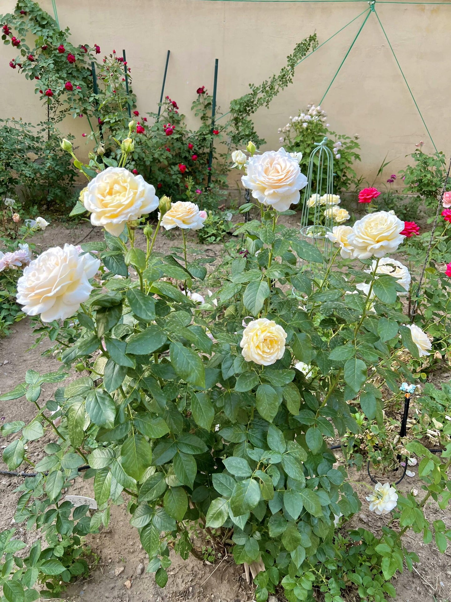 Rose  ‘ Anastasia ｜假面公主 - Award-Winning Variety