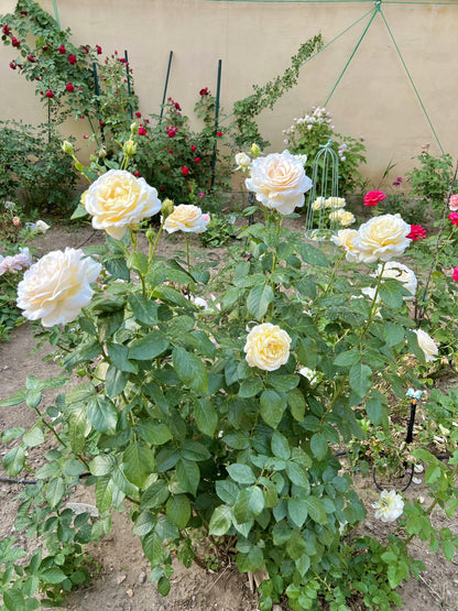 Rose  ‘ Anastasia ｜假面公主 - Award-Winning Variety
