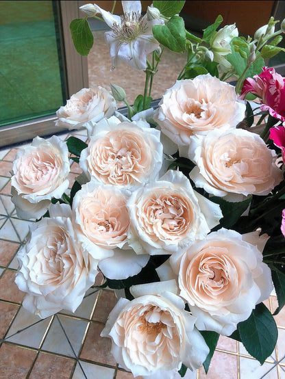 Rose  ‘ Royal Diva｜歌剧皇后'