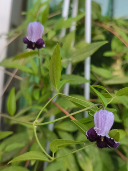Rooguchi Clematis ‘’Sumire｜堇‘’
