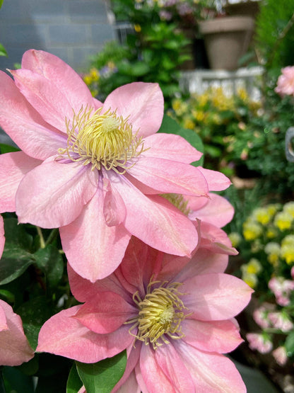 Clematis ‘’Little Mermaid | 小美人鱼‘’
