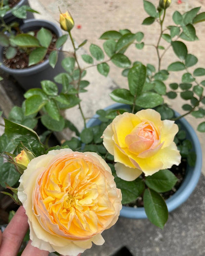 Rose ’ Kagelou| カゲロウ  | 阳炎/蜉蝣  - New varieties 2020