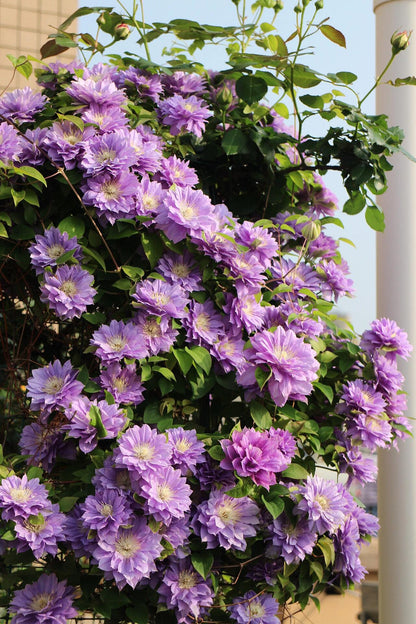 Clematis ''Enku｜円空''