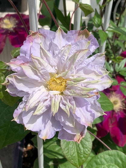 Clematis ‘’Veronica's choice｜维罗妮卡的选择‘’