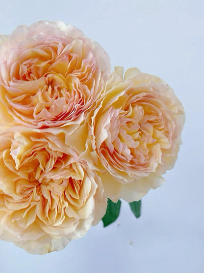 Rose ’ Kagelou| カゲロウ  | 阳炎/蜉蝣  - New varieties 2020