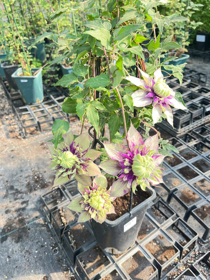 Clematis ‘’Sorcerer ｜Mage| 魔法师‘’ U.S Exclusive