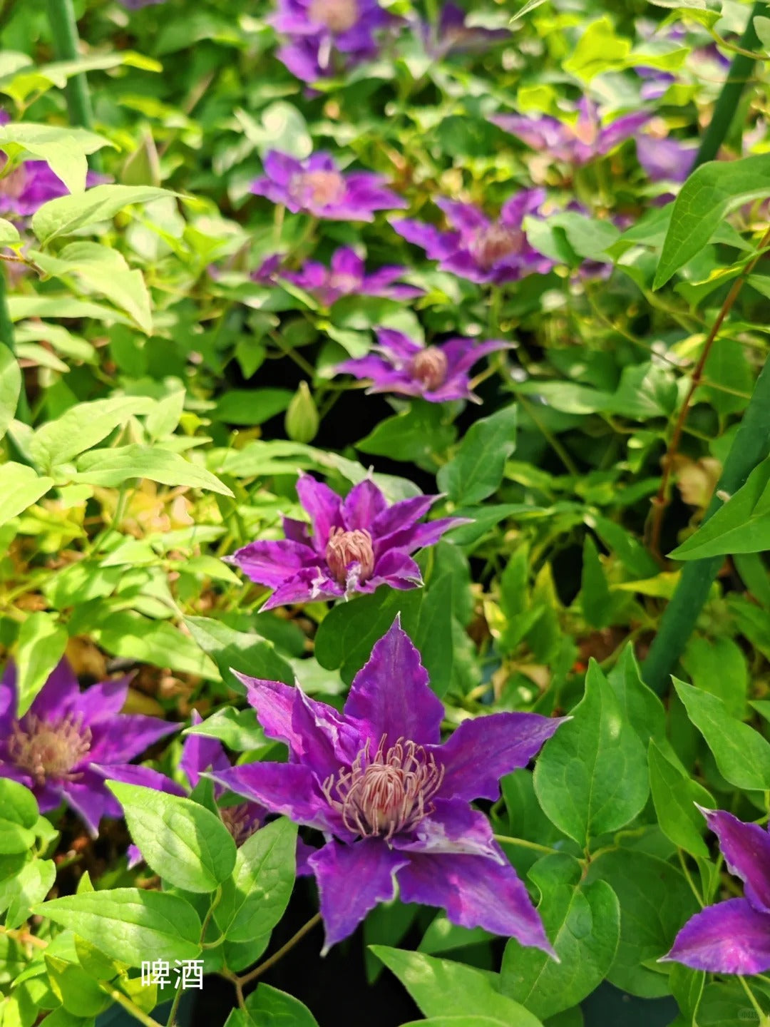 Clematis ‘Bijoul | Evipo030'|  啤酒