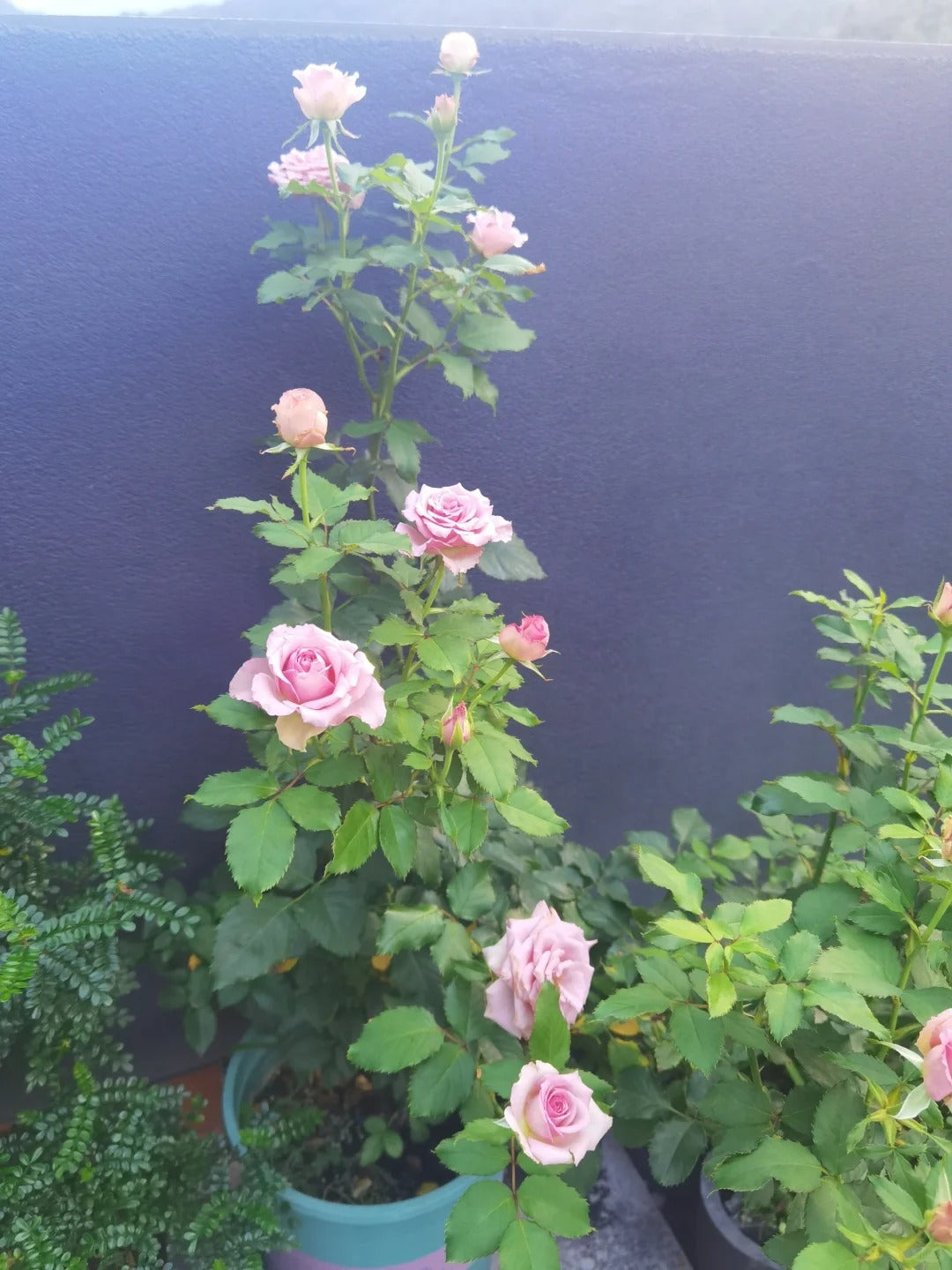 Rose ‘ Mont martre  |  蒙特马特