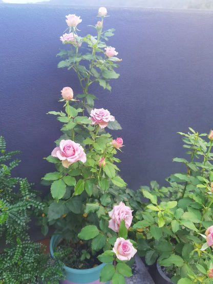Rose ‘ Mont martre  |  蒙特马特