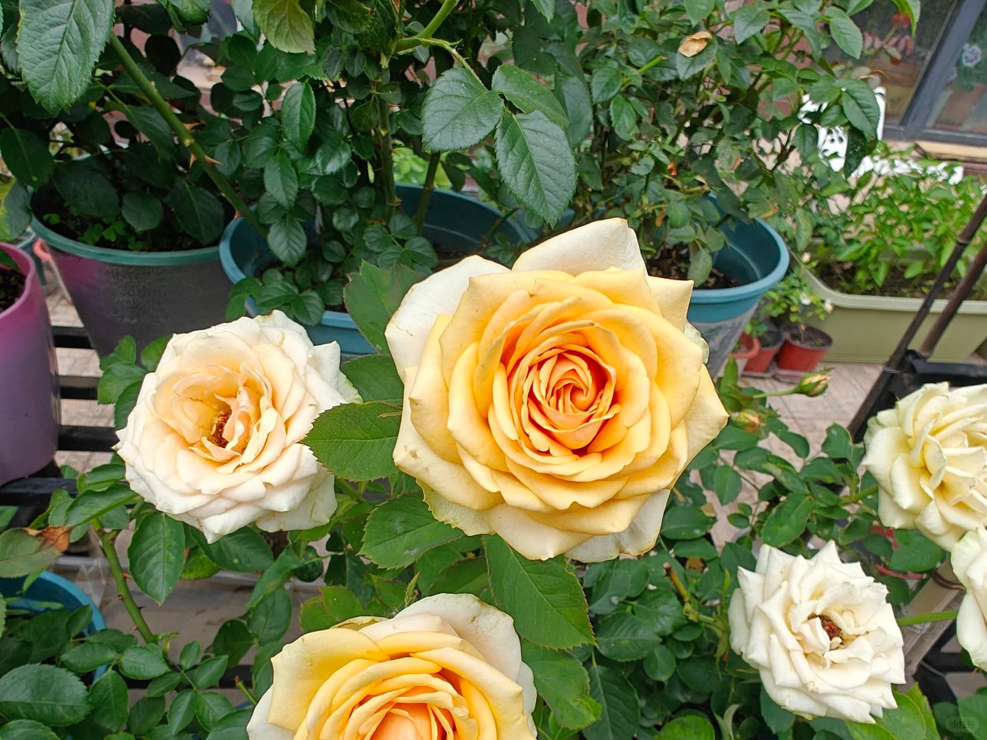 Rose  ‘ Divina ’ 迪威娜