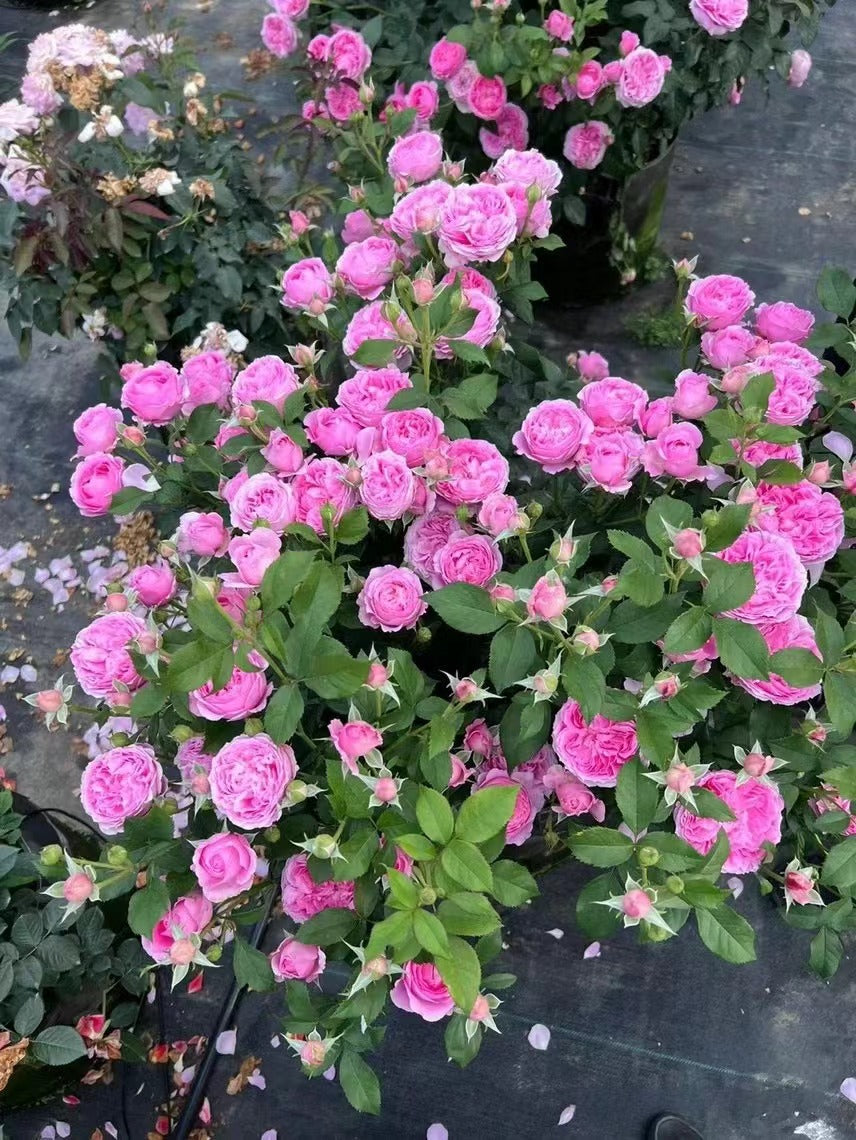 Rare Rose 'WanShan  | 纨扇| New varietie 2020 '