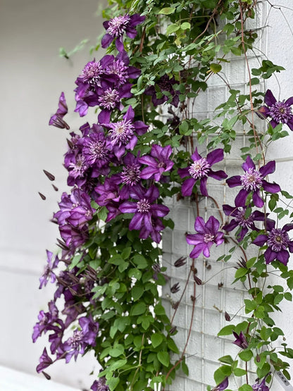 Clematis ‘Cassis’| 卡西斯