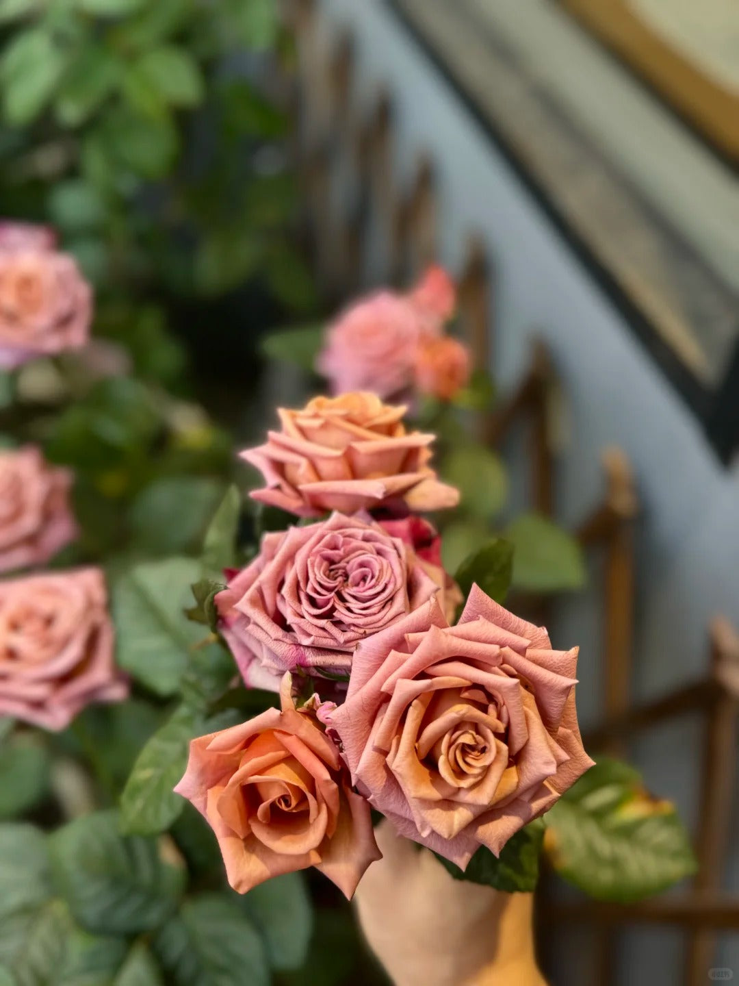 Rose  ‘Barista ’ 调香师 咖啡师 - New Variety Coffee Rosa