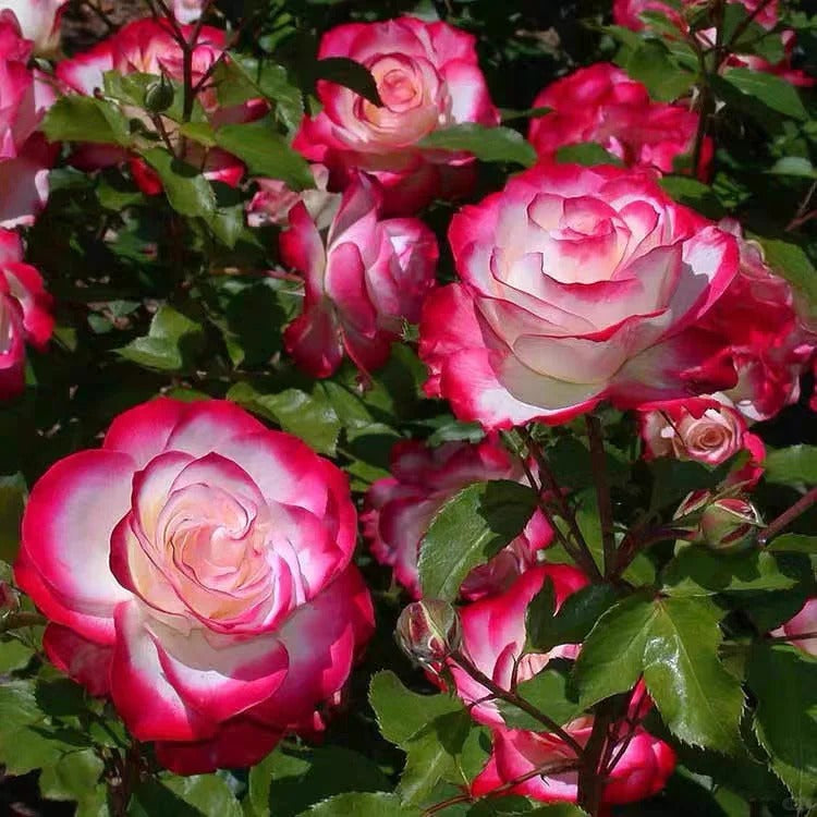 Rose   ‘ Jubilé du Prince de Monaco ’  摩纳哥公爵