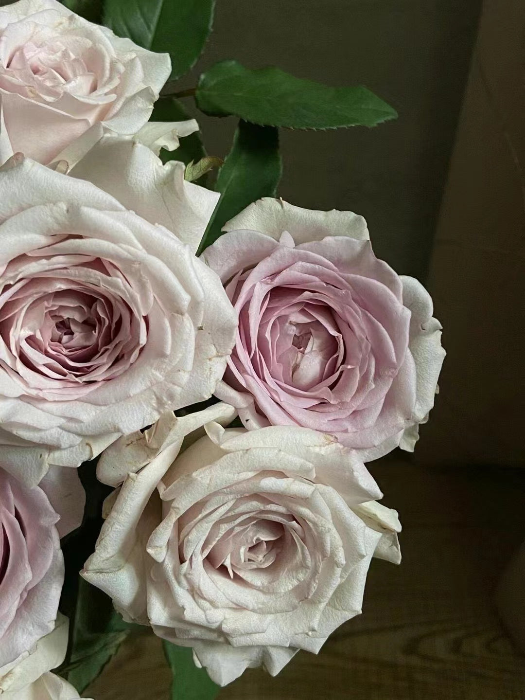 Rose 'Creed｜クリード ｜信念 ' - New Variety- 2020 | Award-winning
